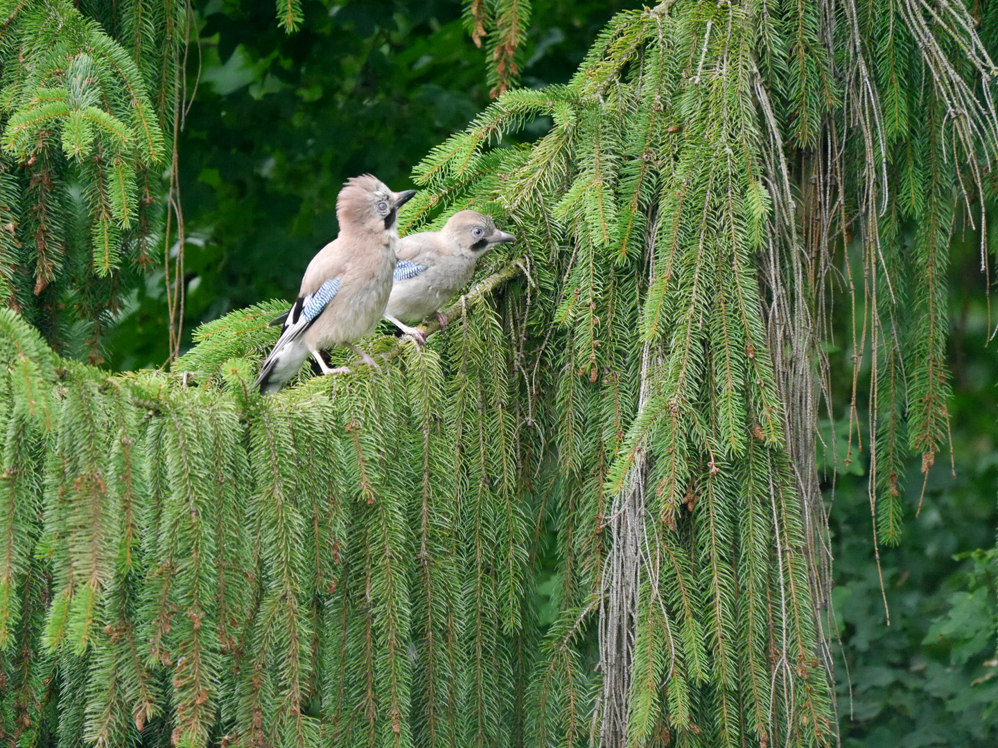 Angst vorm Fliegen