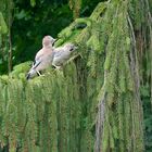 Angst vorm Fliegen