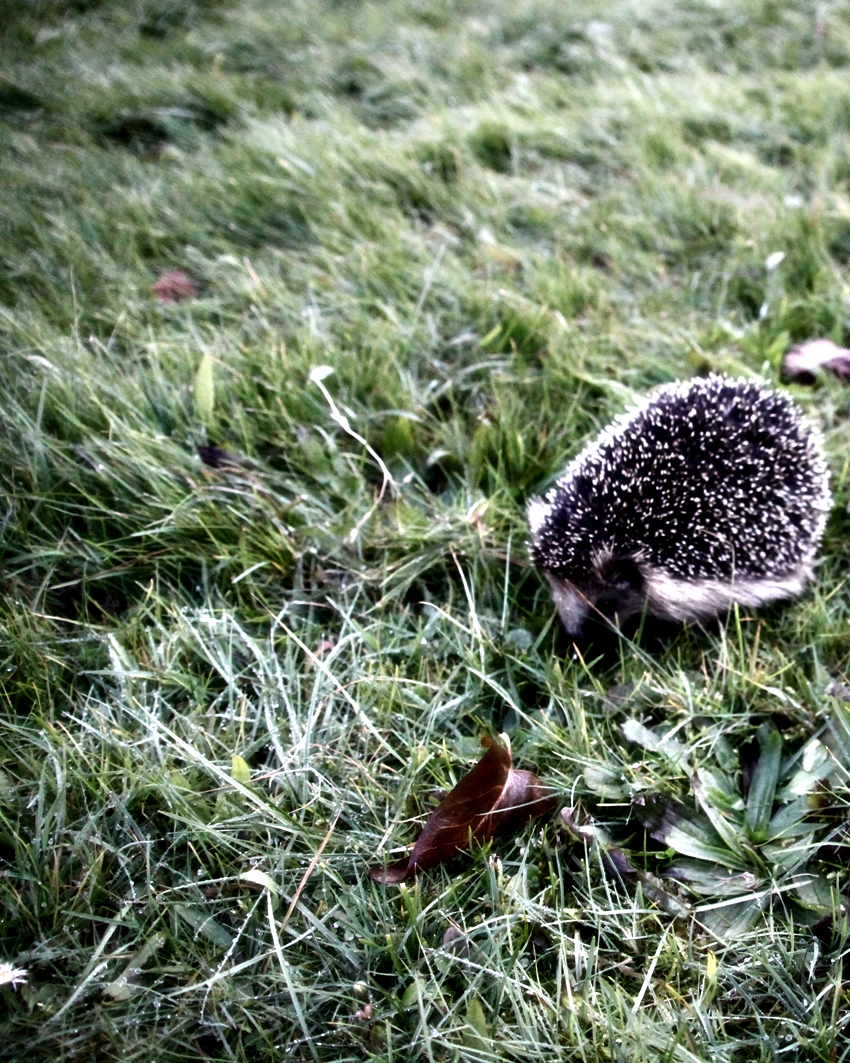 angsthase? ohhh ähm igel...