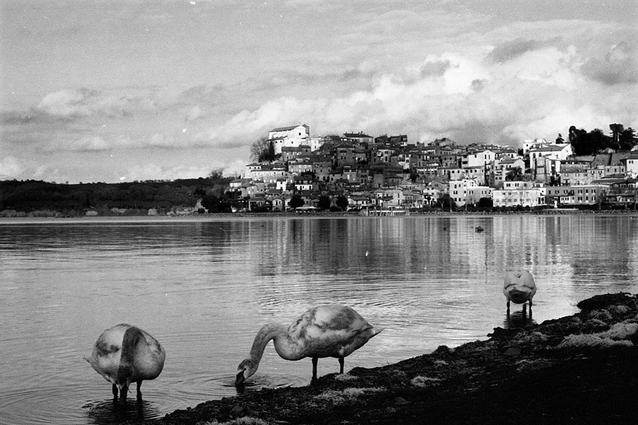 Anguillara con cigni