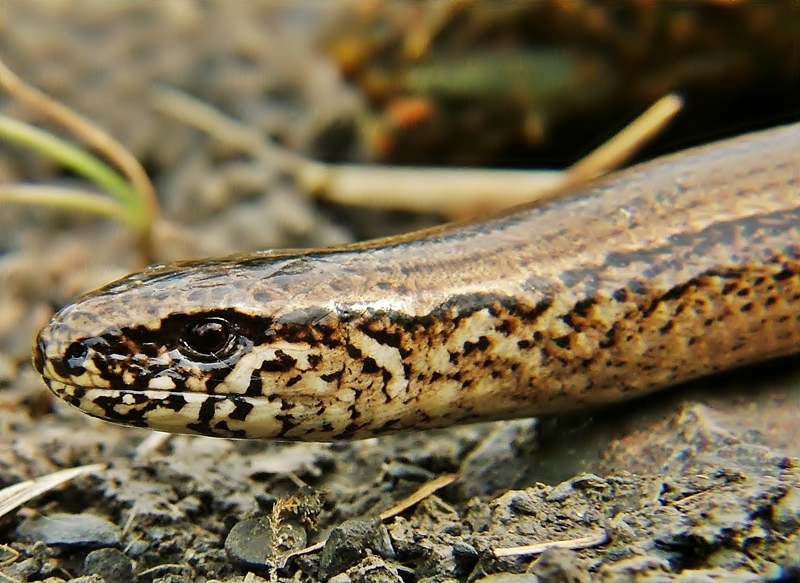 Anguis fragilis