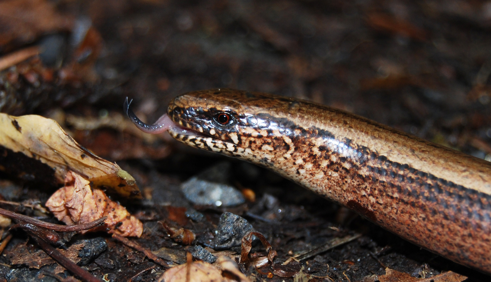 Anguis fragilis