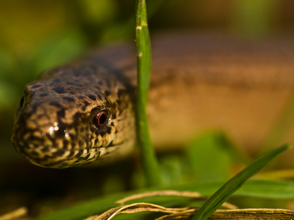 Anguis fragilis