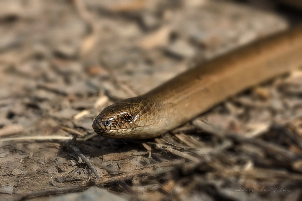 Anguis fragilis