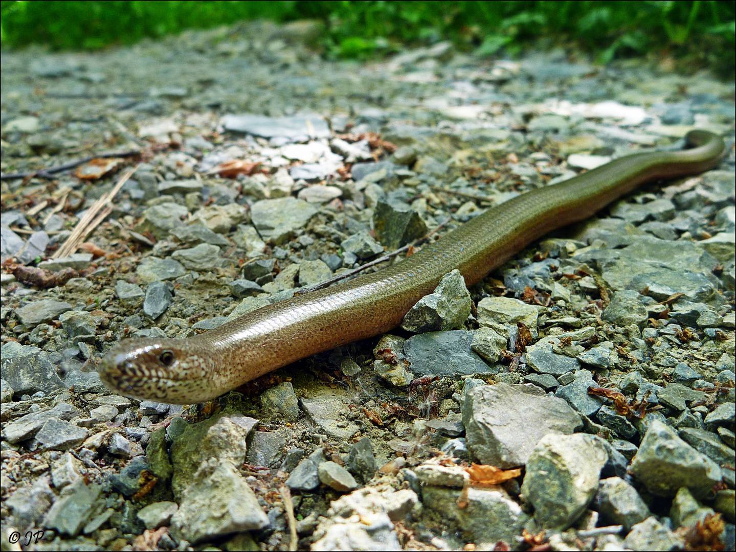 Anguis fragilis - Blindschleiche