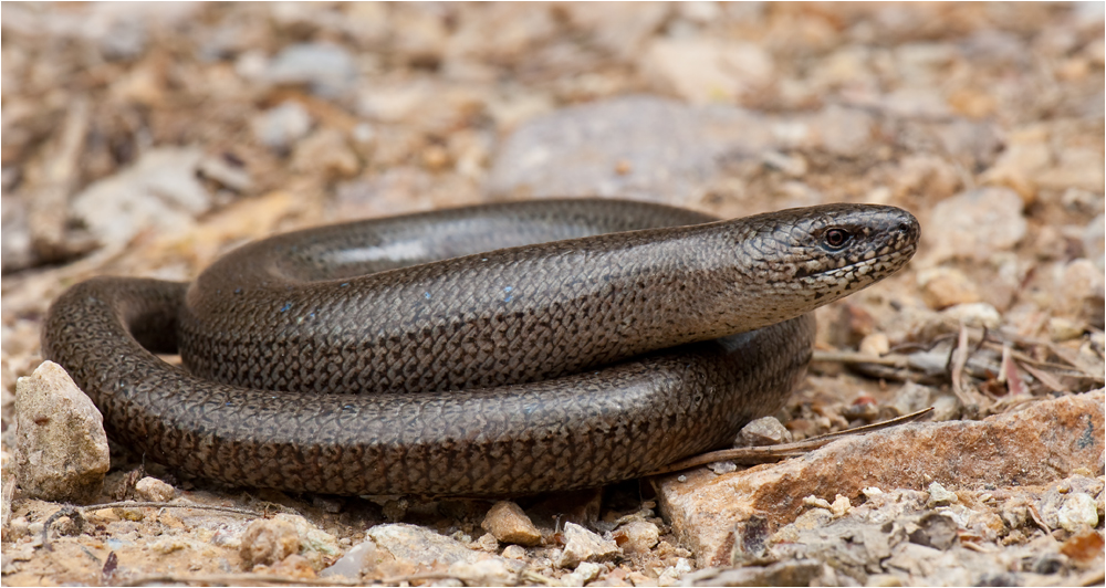 Anguis fragilis - Blindschleiche