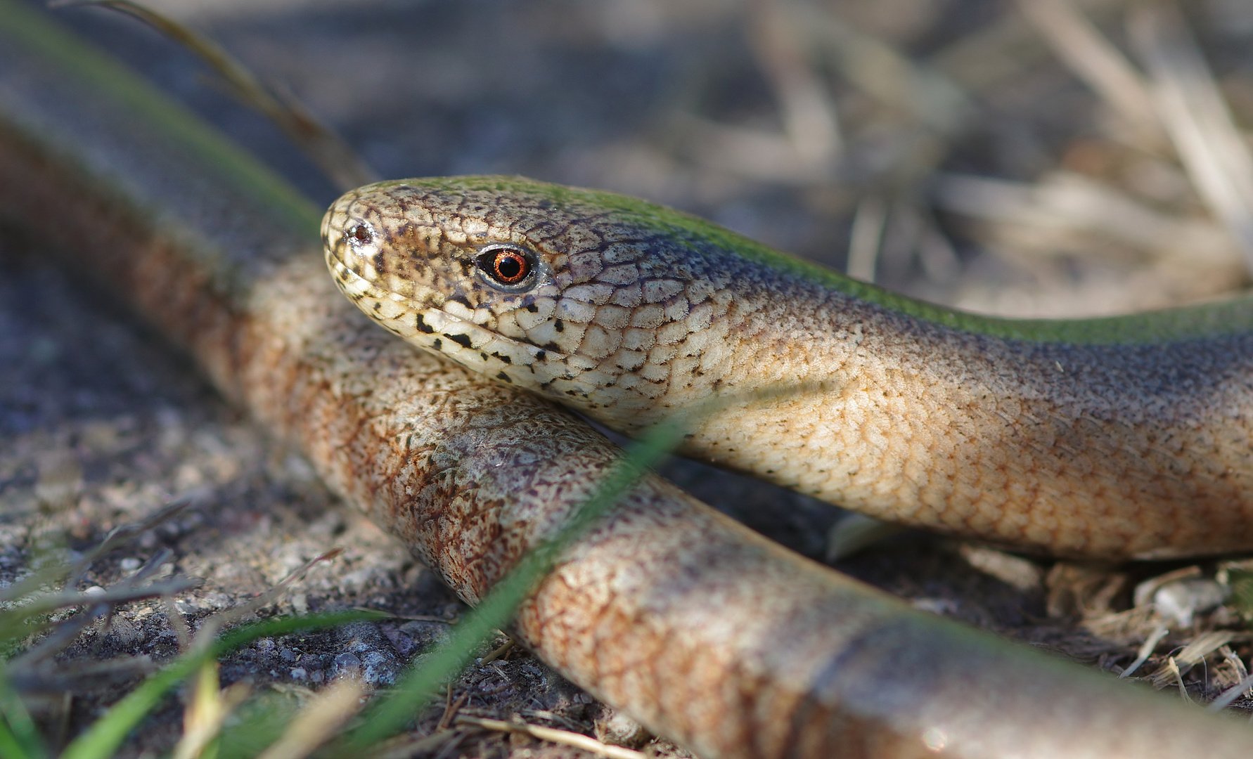 Anguis fragilis