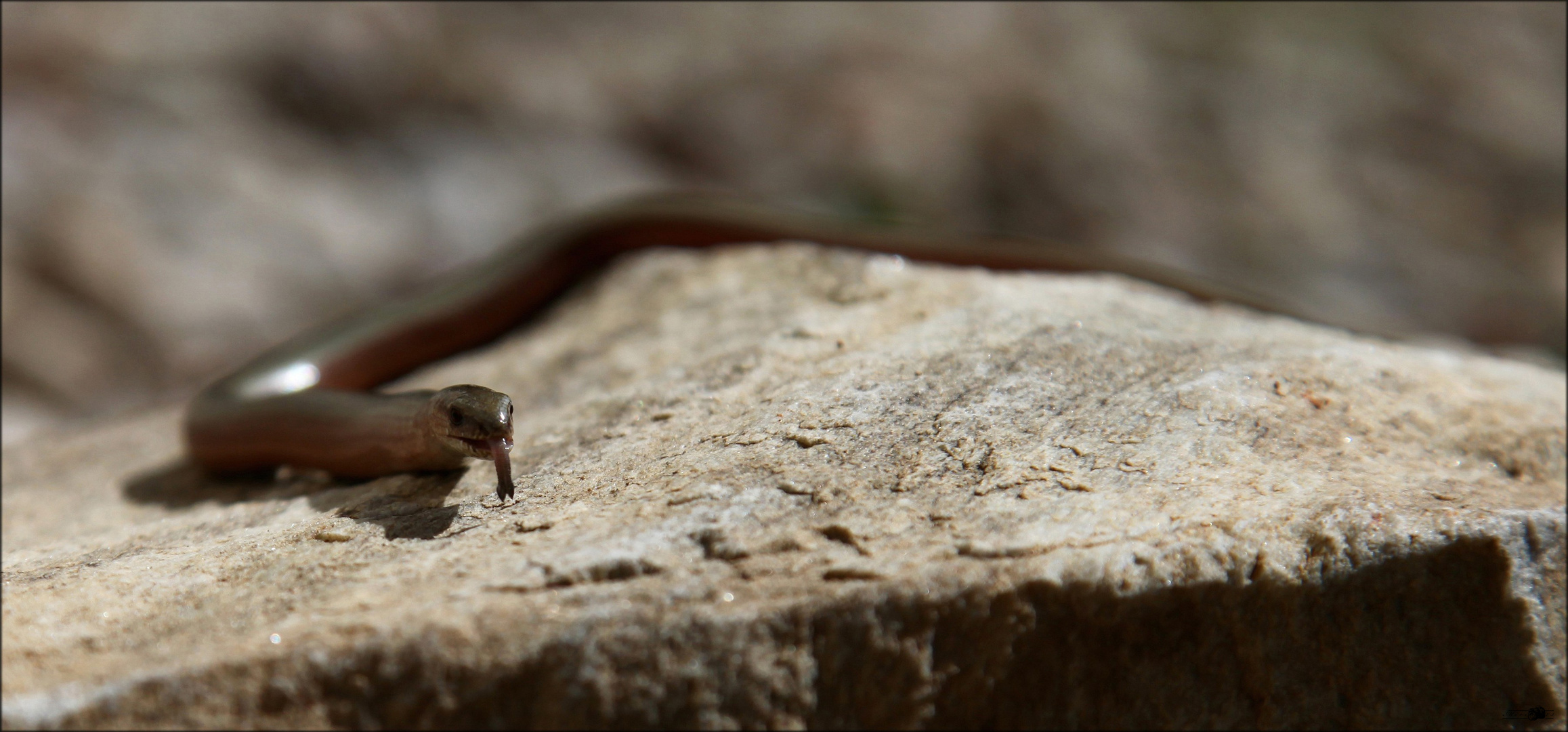 Anguis fragilis