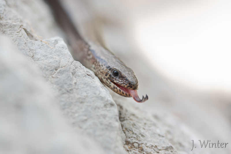 Anguis fragilis