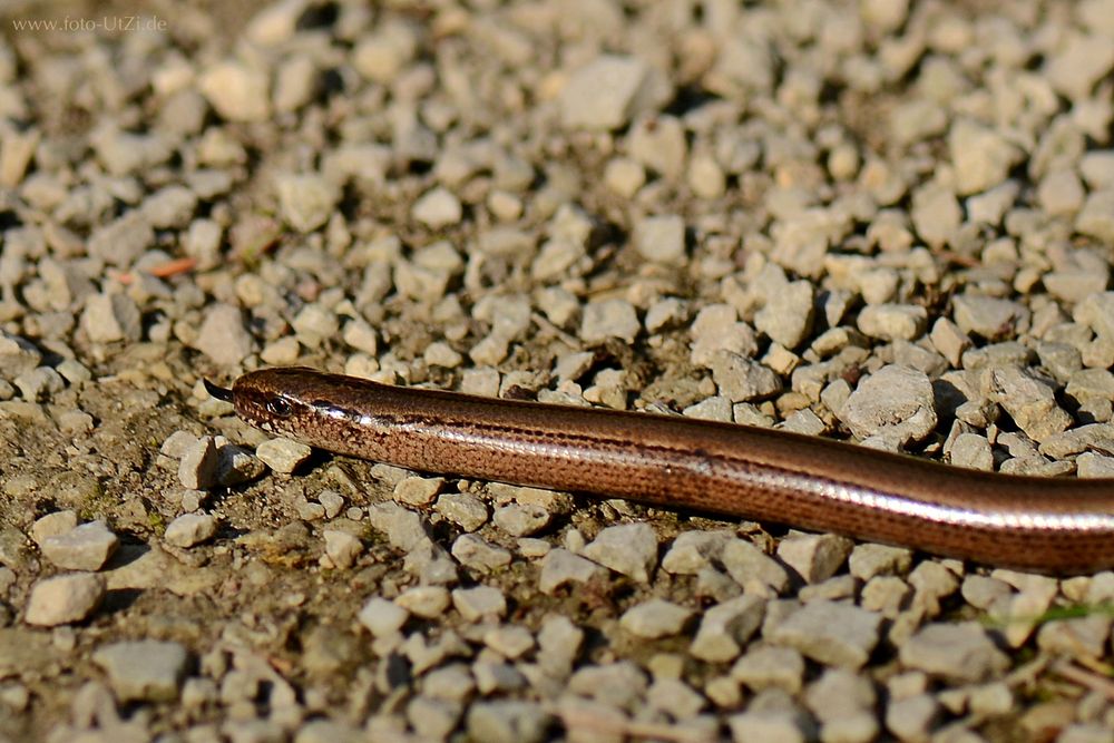 Anguis fragilis - keine Schlange!