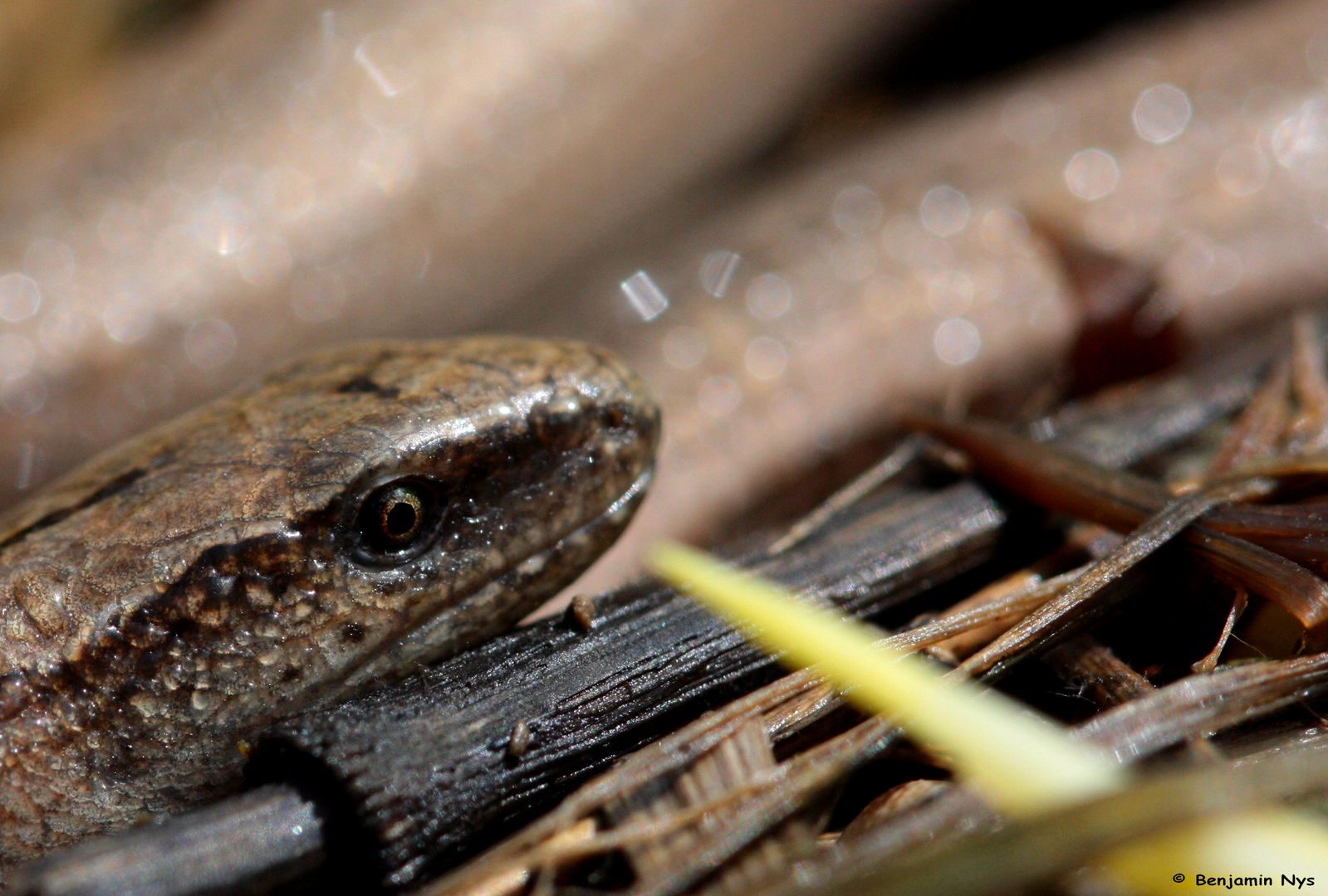 Anguis Fragilis ou Orvet