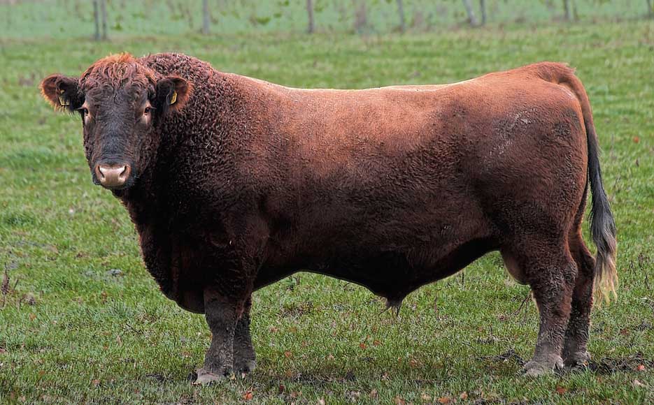 Angus Foto & Bild tiere, haustiere, nutztiere Bilder auf