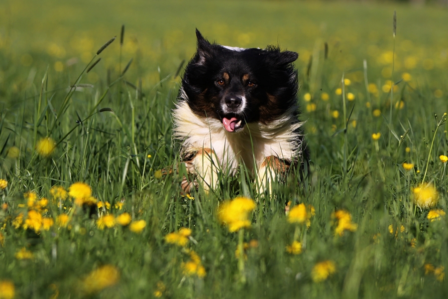 Angus auf der Löwenzahnwiese