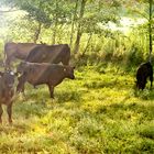 Angusherde im Gegenlicht 