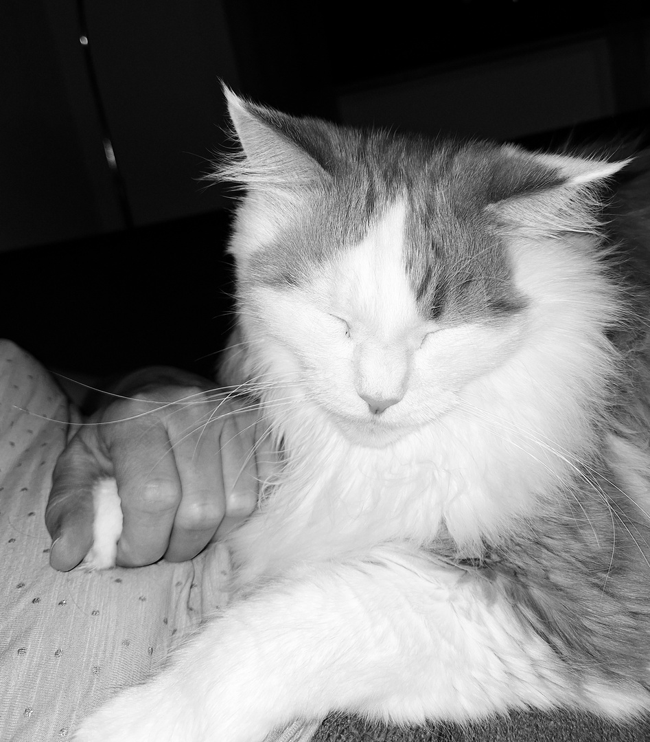 Anhänglich... Foto & Bild tiere, haustiere, katzen Bilder auf