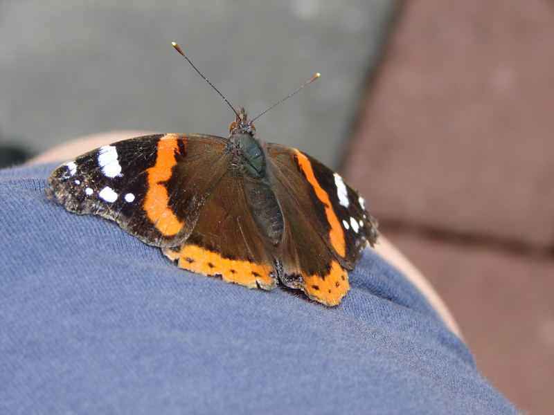 anhänglicher Admiral auf meinem Bein