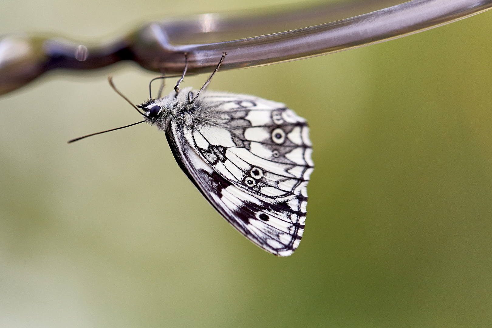 anhänglicher Schachbrettfalter