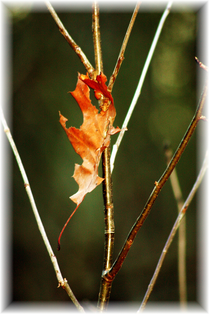 anhängliches Blatt