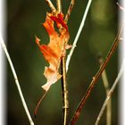 anhängliches Blatt