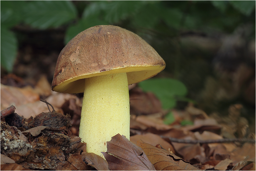 Anhängselröhrling (Boletus appendiculatus)