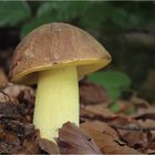 Anhängselröhrling (Boletus appendiculatus)