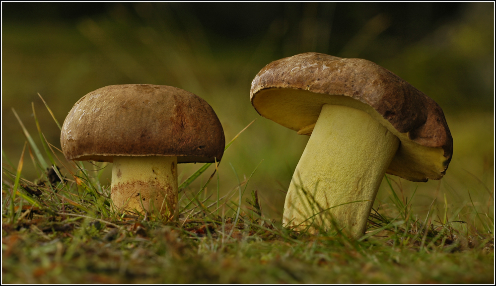 Anhängselröhrling ....Gelber Steinpilz ....August 2006 in Dänemark