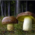 Anhängselröhrling / Gelber Steinpilz