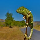 Anhalter ,Madagaskar, Nationalstraße Nr. 7 -Teppichchamäleon (Furcifer lateralis)