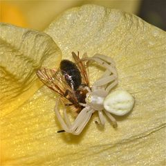 Anhand des Flügels müßte man doch die Bienenart bestimmen können, die . . .