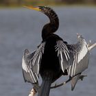 Anhinga