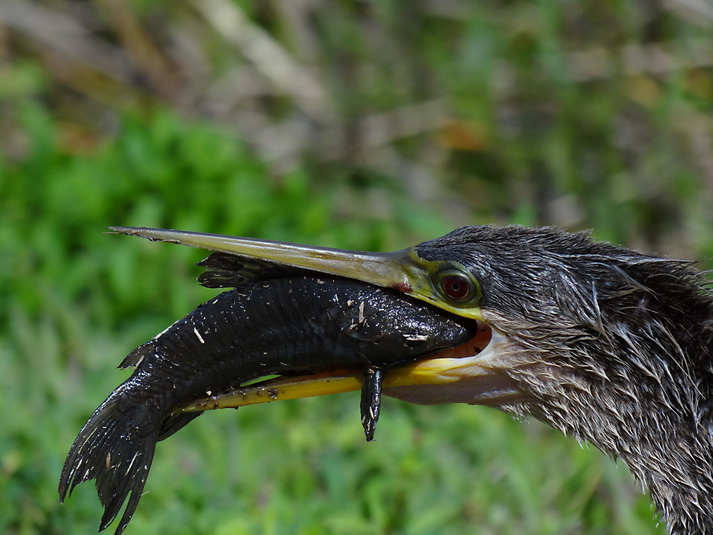 Anhinga