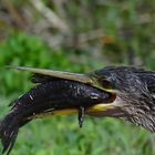 Anhinga