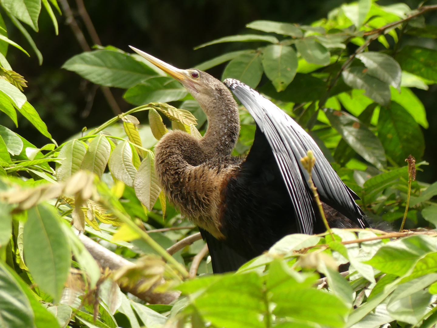 - Anhinga  -