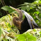 - Anhinga  -