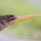 Anhinga