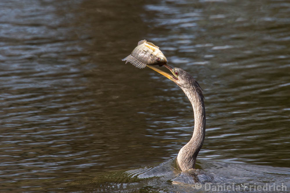 Anhinga