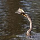 Anhinga