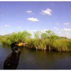 ANHINGA