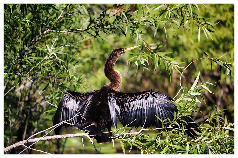 Anhinga