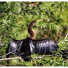 Anhinga