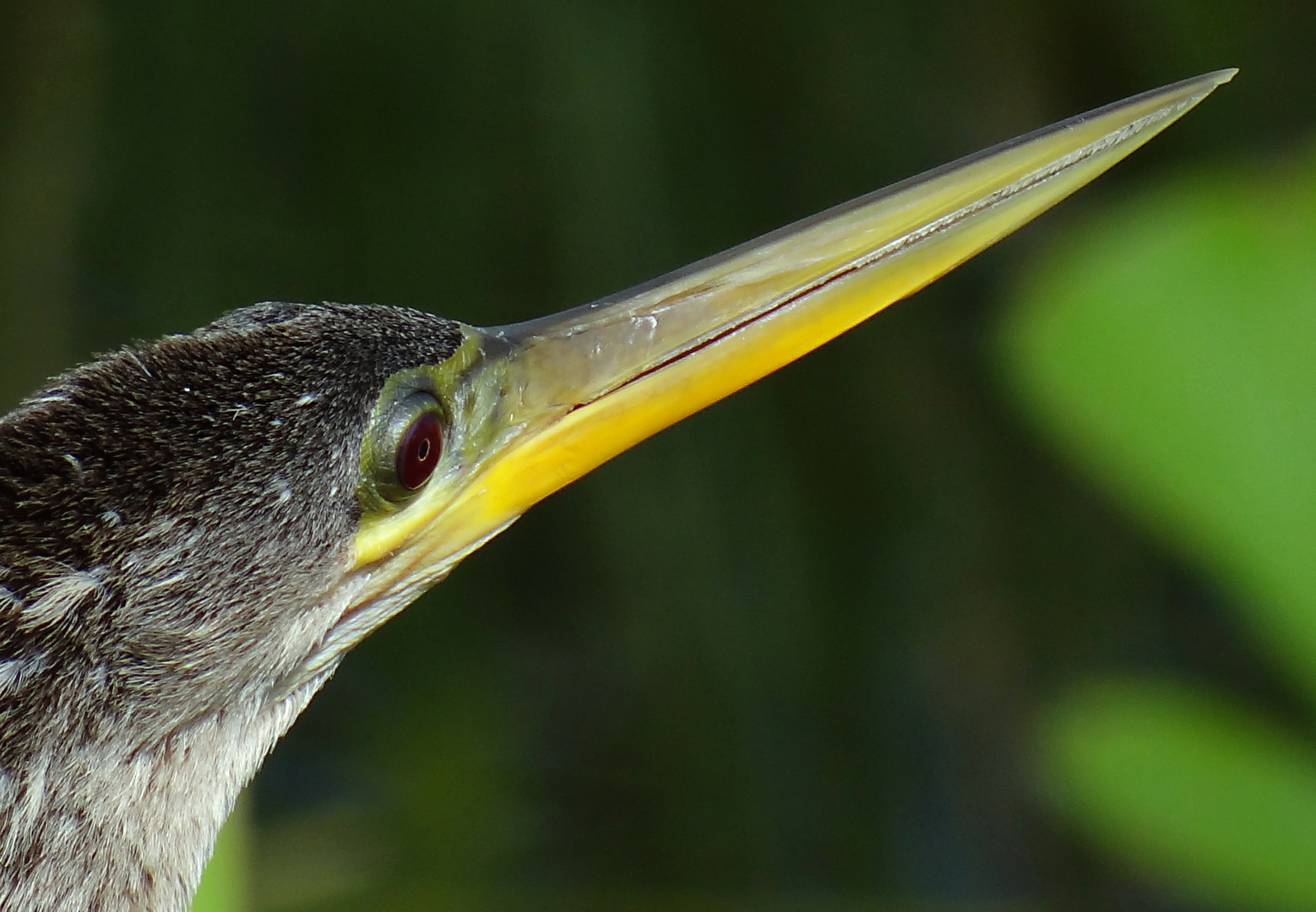 Anhinga