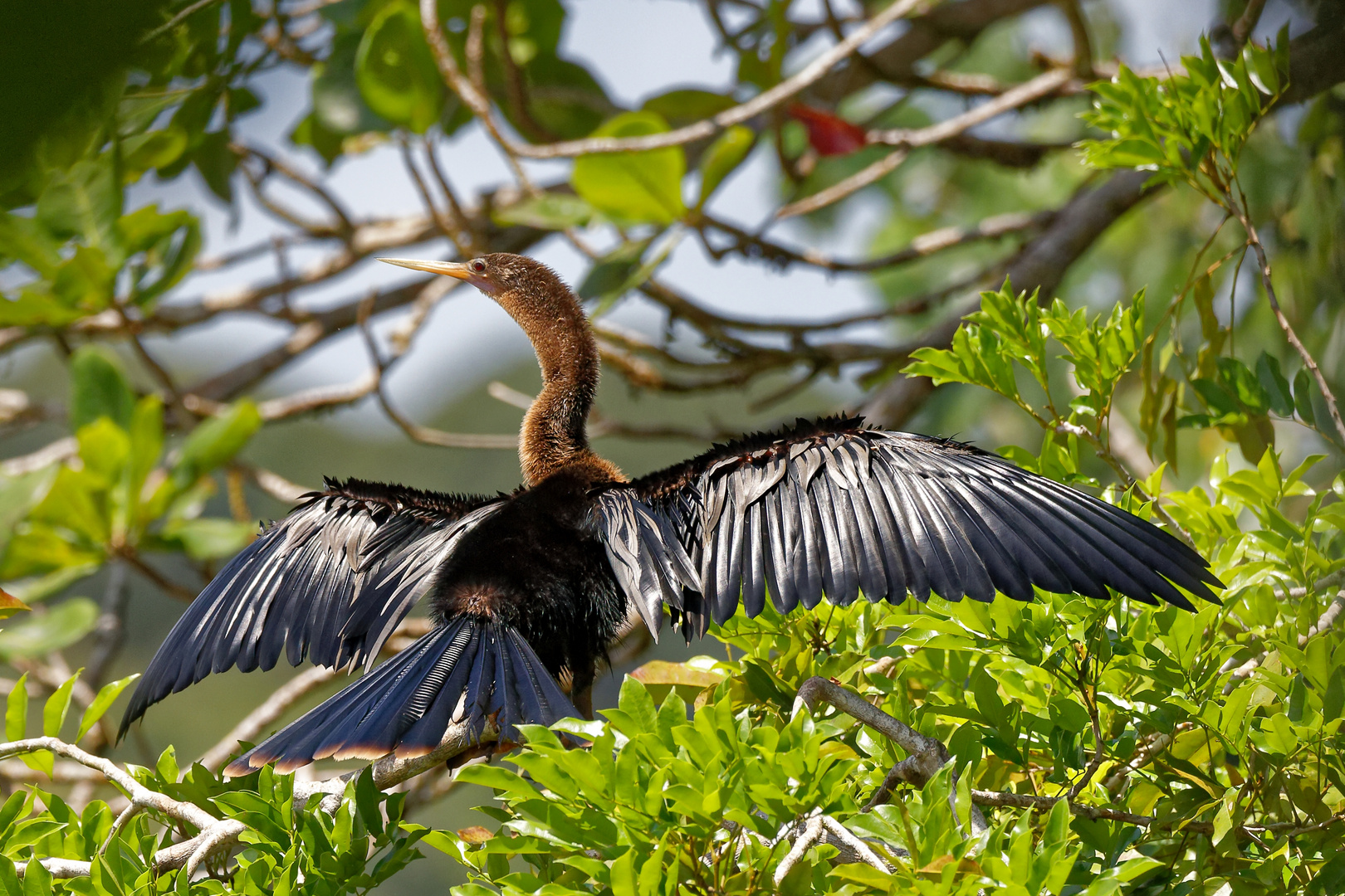 Anhinga