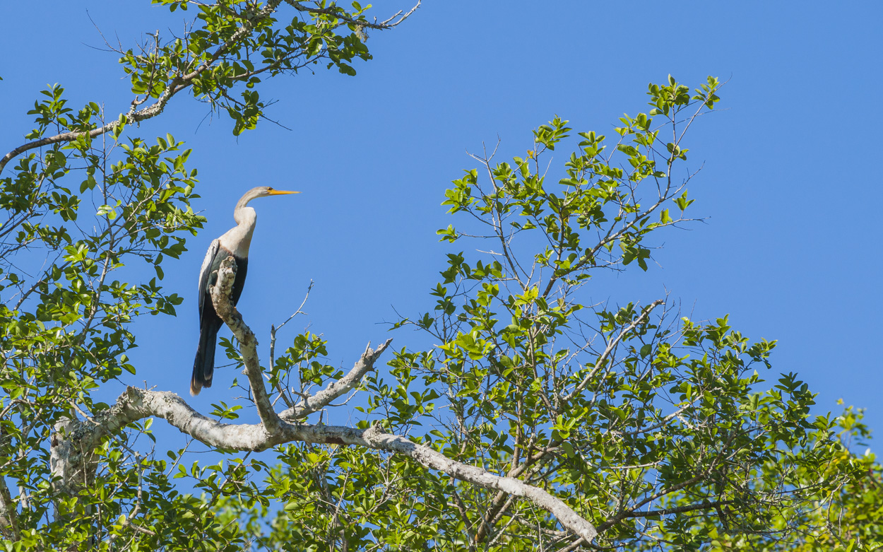 Anhinga 