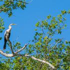 Anhinga 