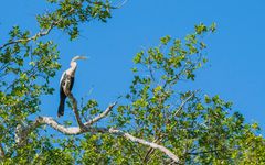 Anhinga 