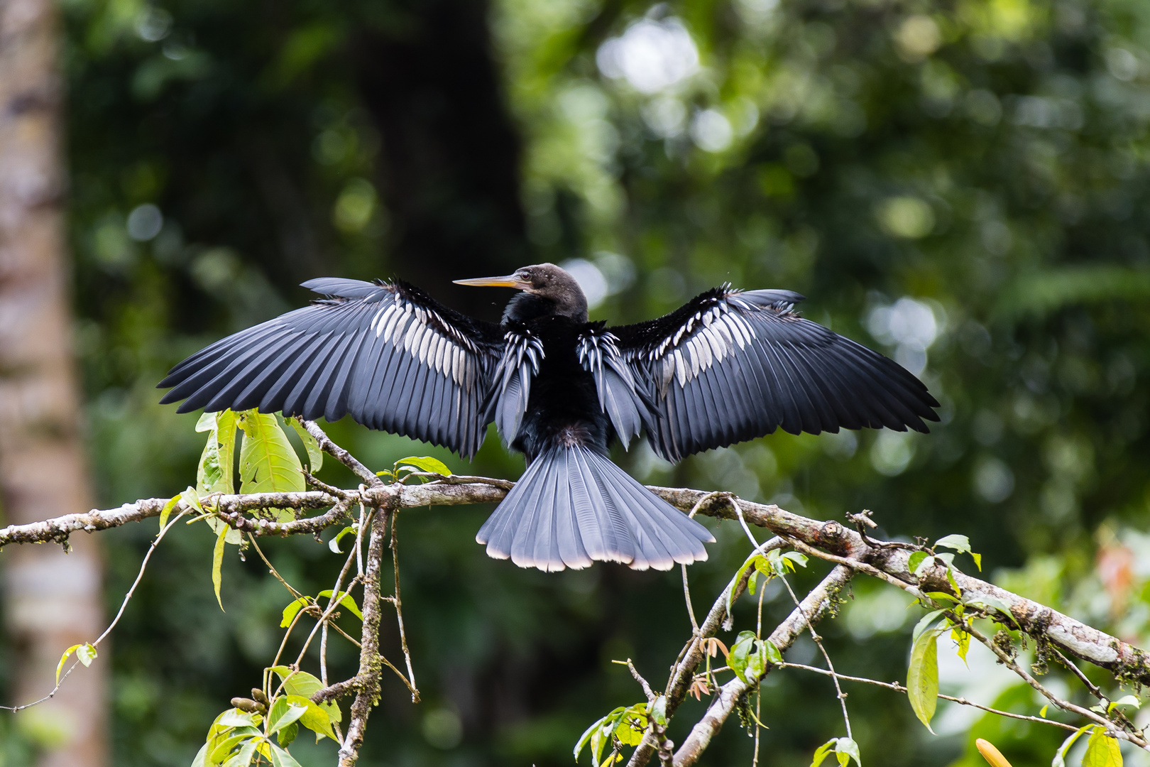 Anhinga