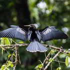 Anhinga