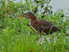 Anhinga