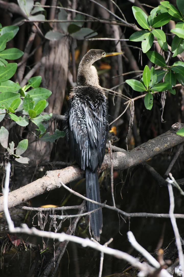 Anhinga