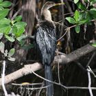 Anhinga